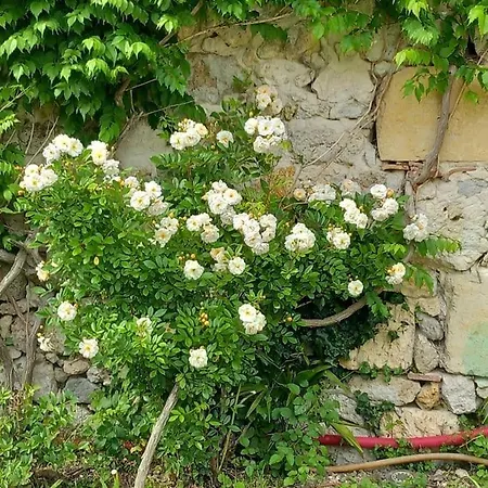 Chateau Tour Du Xiii Siecle *